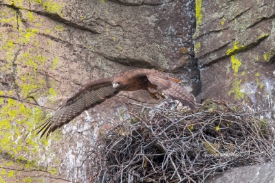 Buteo-jamaicensis;Flying-Bird;Hawk;Nest;Nesting;Oregon;Photography;Red-tailed-Ha